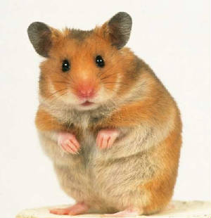hamstermarucopy.jpg