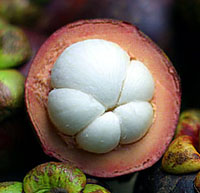 2003_9_mangosteen.jpg