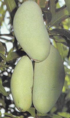 mangga3.jpg