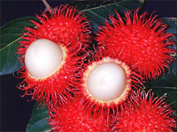 rambutan02.jpg